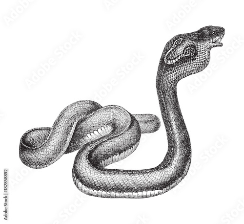 Indian Cobra (Naja naja) / vintage illustration