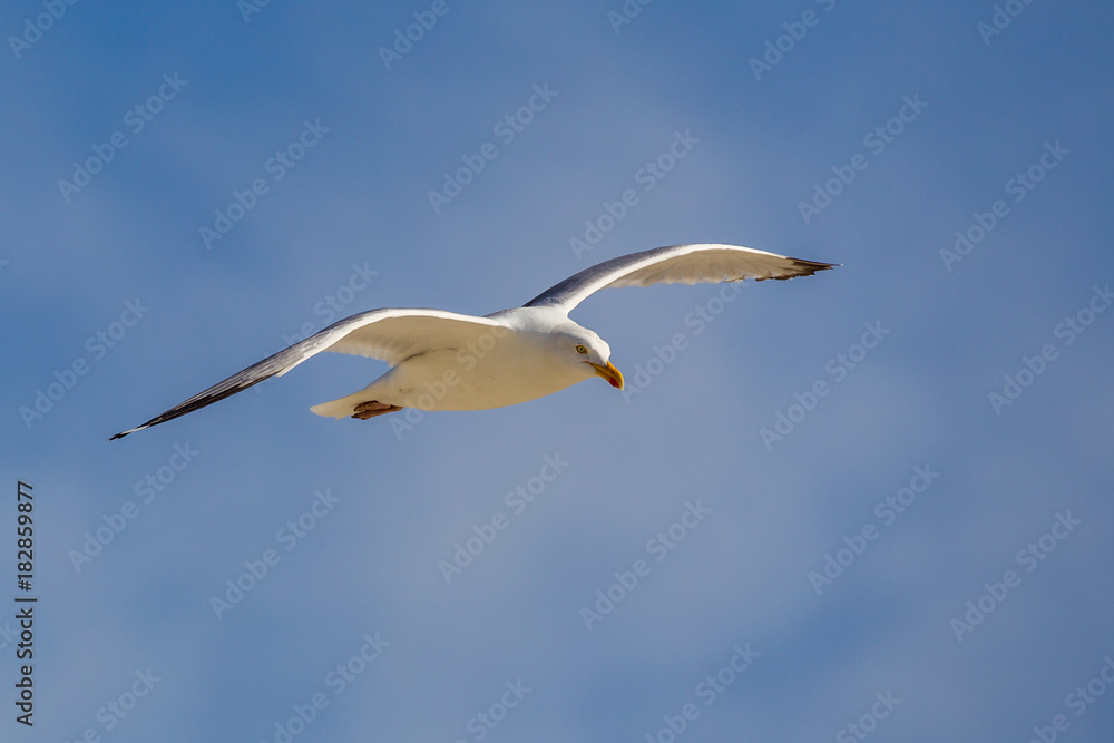 Silbermöwe (Larus argentatus) im Flug über der Nordseeinsel Juist in Nordfriesland, Deutschland, Europa. Silbermöwe (Larus argentatus) im Flug über der Nordseeinsel Juist in Nordfriesland, Deutschland, Europa.
