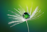 Beautiful dew water drop on a dandelion flower on blurred green background macro. Soft dreamy elegancy artistic image tenderness and fragility of nature.