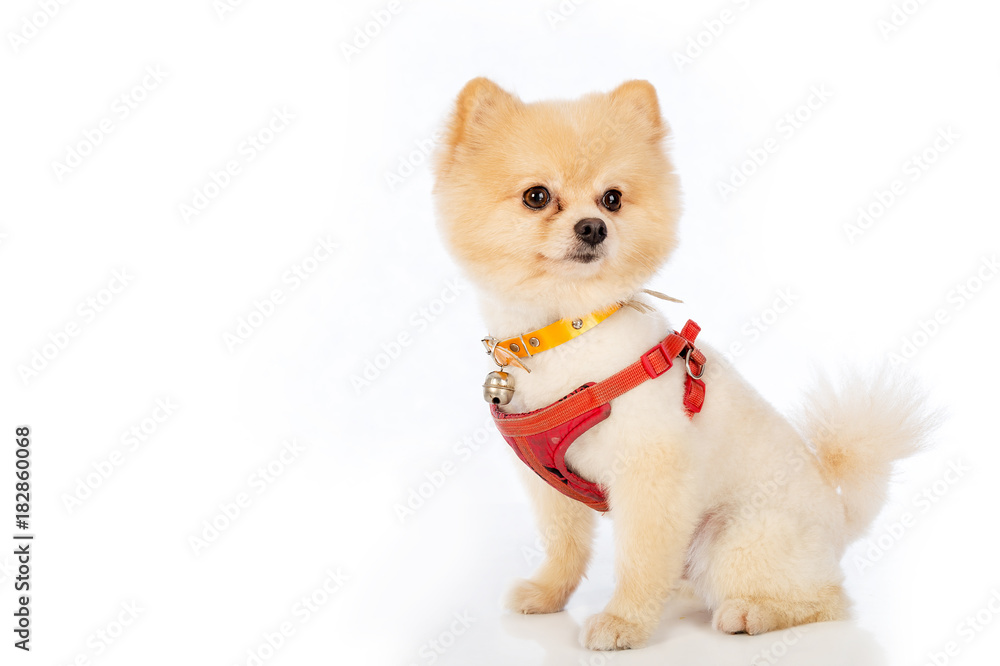 Portrait of sitting pomeranian spitz isolated on white Portrait of sitting pomeranian spitz isolated on white