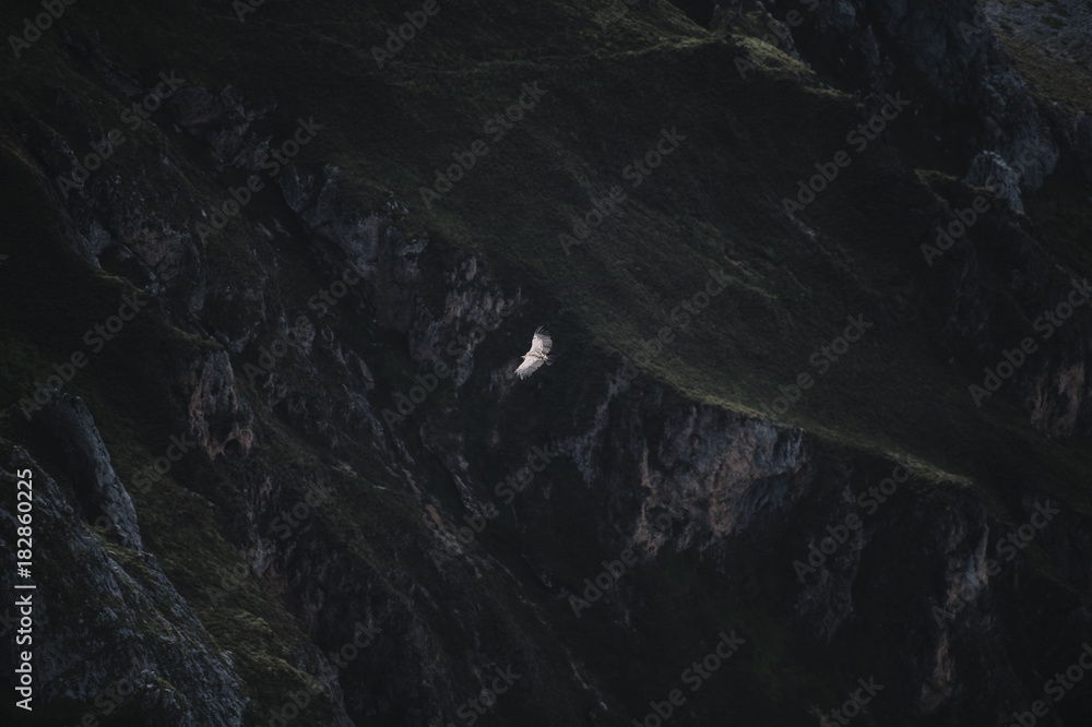 Vulture flying in the mountains