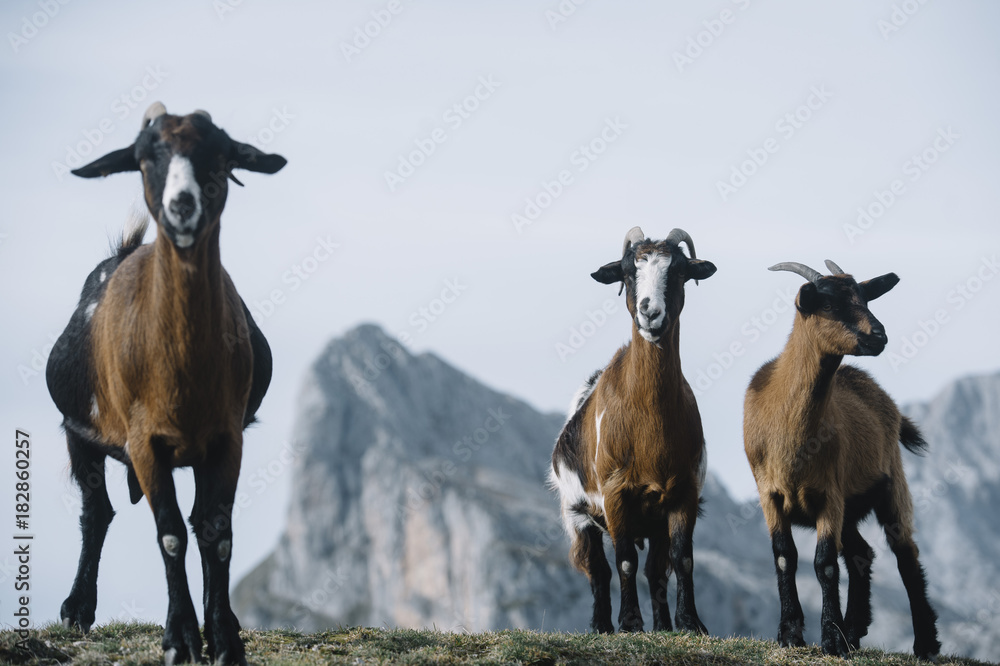 Obraz premium wild goats in the Picos de Europa