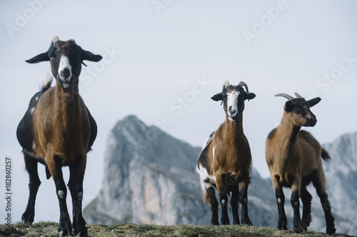 wild goats in the Picos de Europa photo