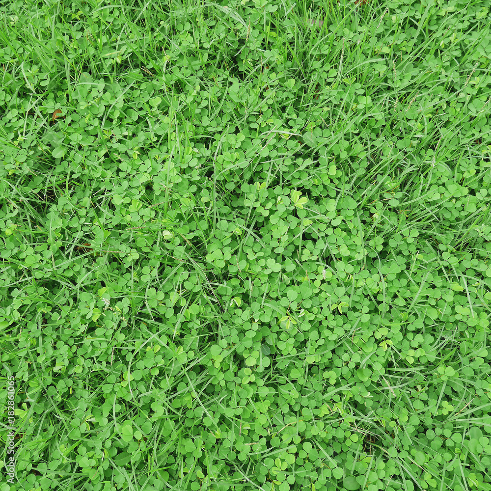 Pretty top view of fresh green grass and lovely weeds ground Pretty top view of fresh green grass and lovely weeds ground