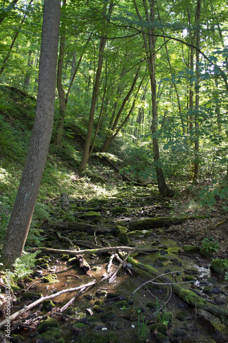 Small Stream in Forest