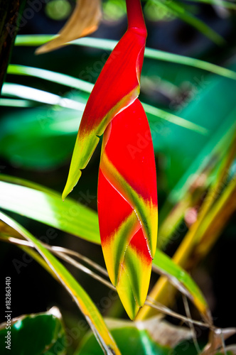 Heliconia bud