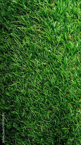 Green grass floor. Outdoor house floor.