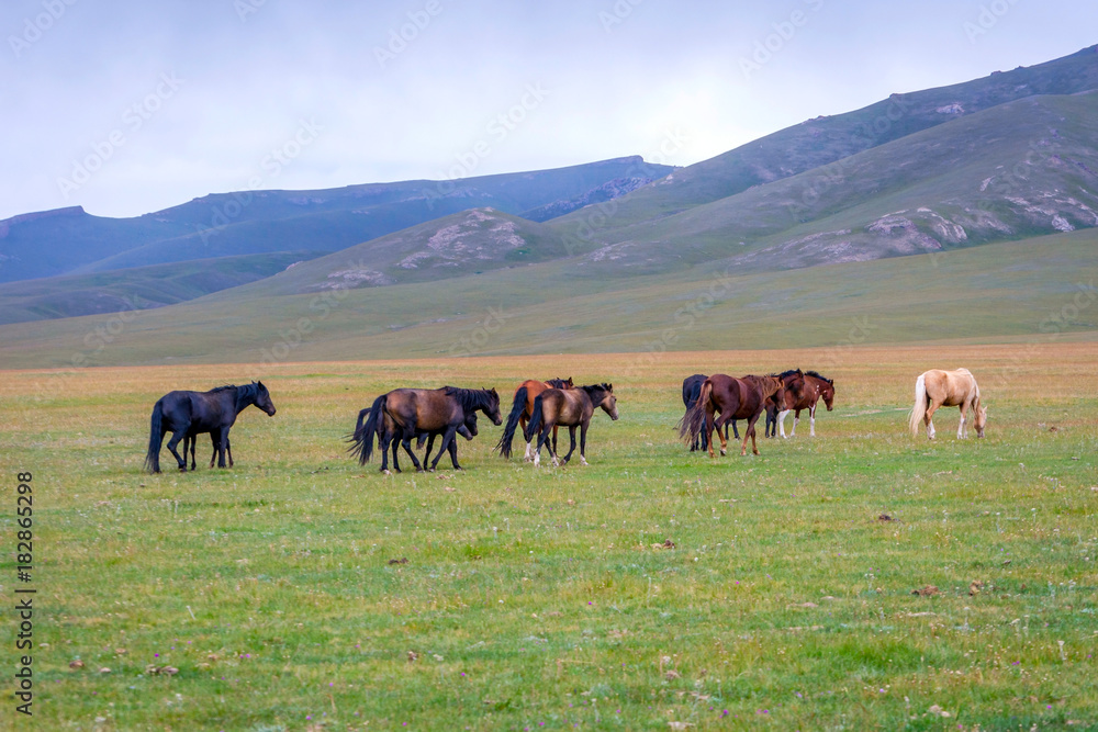 Horses around Song Kul lake, Kyrgyzstan