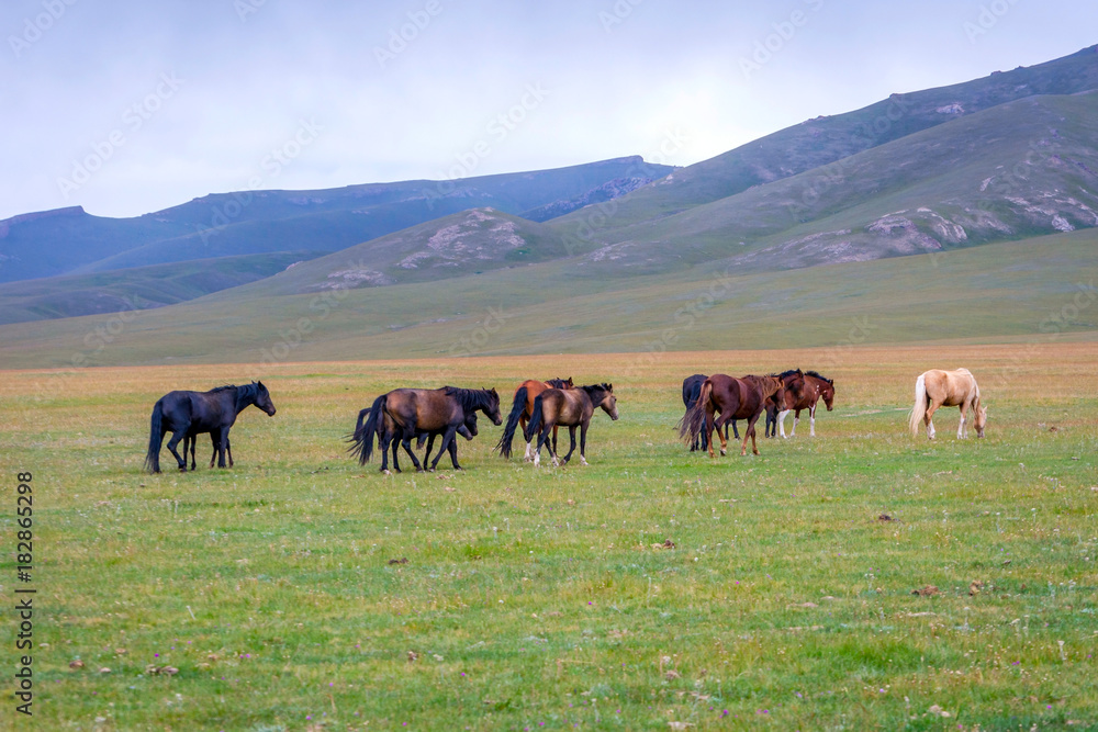 Horses around Song Kul lake, Kyrgyzstan Horses around Song Kul lake, Kyrgyzstan