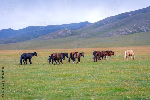 Horses around Song Kul lake, Kyrgyzstan © dinozzaver