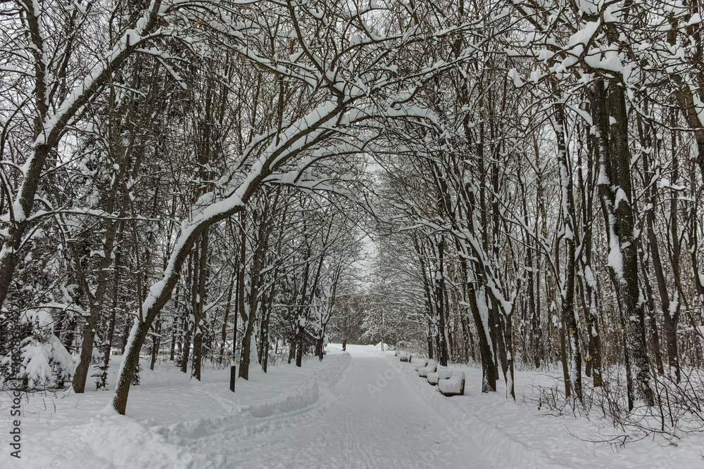 Fototapeta premium Winter Panorama with snow covered trees in South Park in city of Sofia, Bulgaria