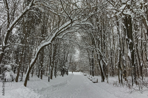 Winter Panorama with snow covered trees in South Park in city of Sofia, Bulgaria 