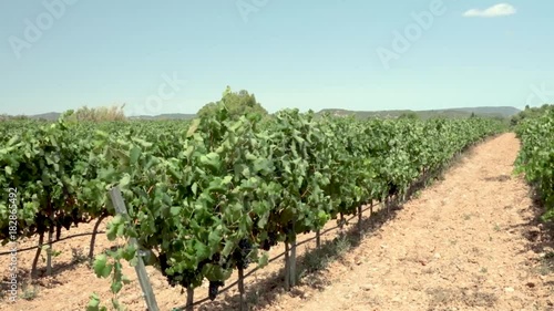 White wine grapes in vineyard, branches moving in wind