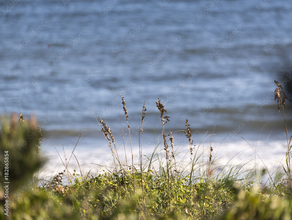 Sea Grass at Ocean Isle Beach Sea Grass at Ocean Isle Beach