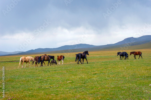 Horses around Song Kul lake, Kyrgyzstan