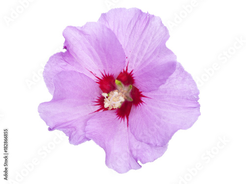 Purple Hibiscus blossom isolated