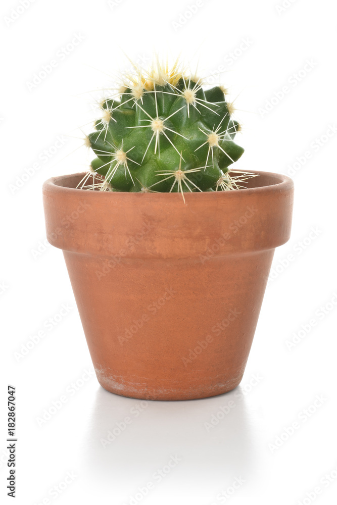 Cactus in a clay pot houseplant isolated on white background. Cactus in a clay pot houseplant isolated on white background.