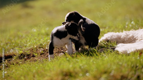 playing puppies, 2 cute small puppies playing in the gras