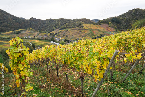 View over the vineyards of Mayschoss in Ahr Valley, Germany