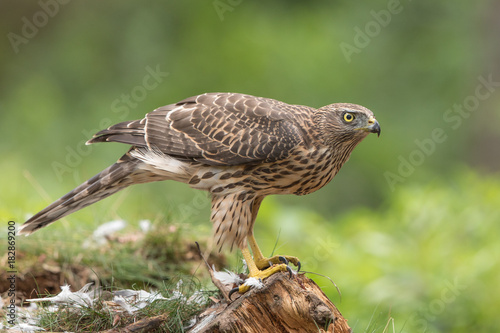 Tableau sur toile Northern Goshawk