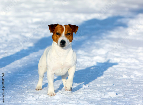 Jack Russell Terrier posing on the snow. A dog walks in the winter on the street. Active puppy in the park on a sunny and frosty day. Horizontal image.