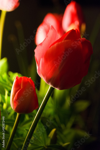 Close up of Red Tulips