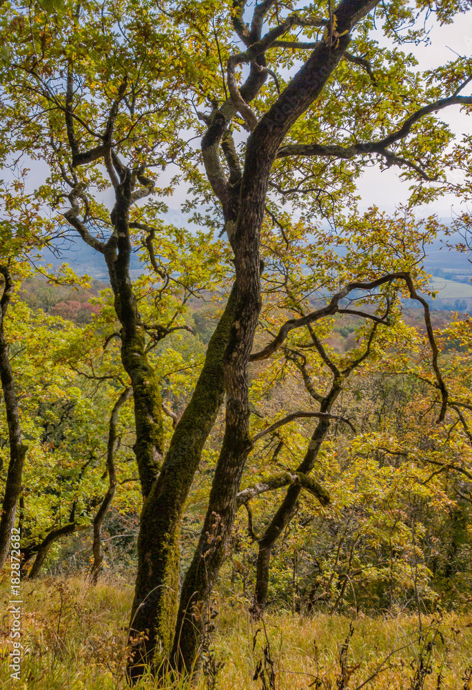 Fototapeta premium Autumn forest landscape. Old oak tree with yellow fall foliage.