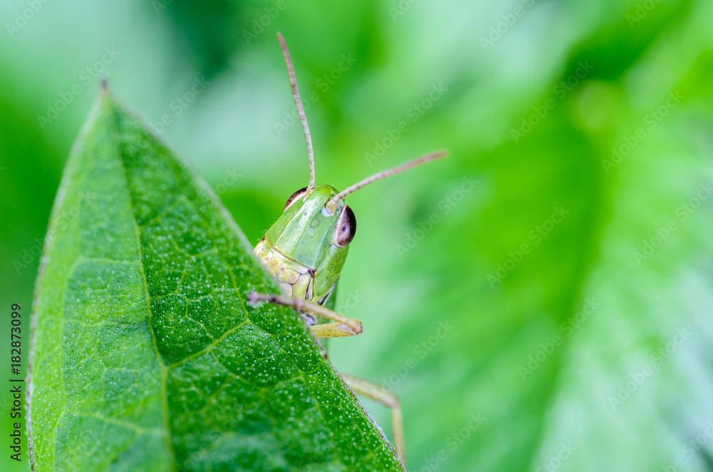 Portrait of a grasshopper that peeps out from behind a green leaf Portrait of a grasshopper that peeps out from behind a green leaf
