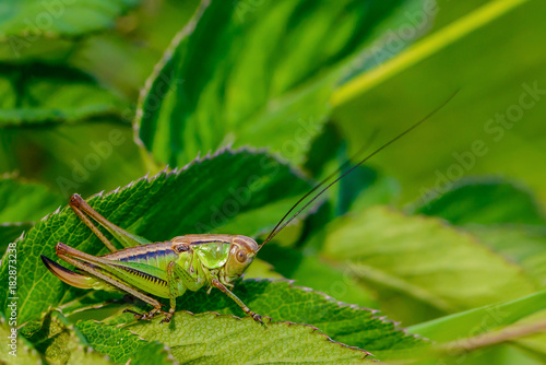 Billede på lærred Portrait of a female grasshopper with a long mustache
