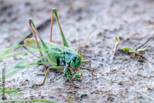 Large female gray grasshopper prepared for jump © alex_1910