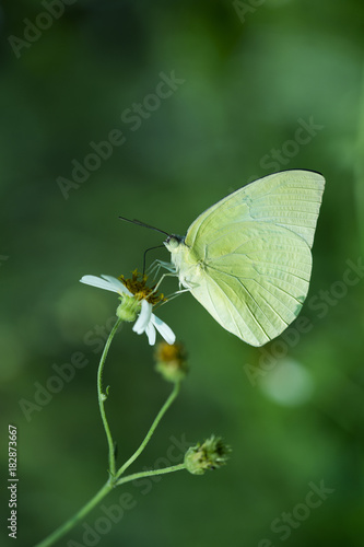 Close up of butterfly in the nature