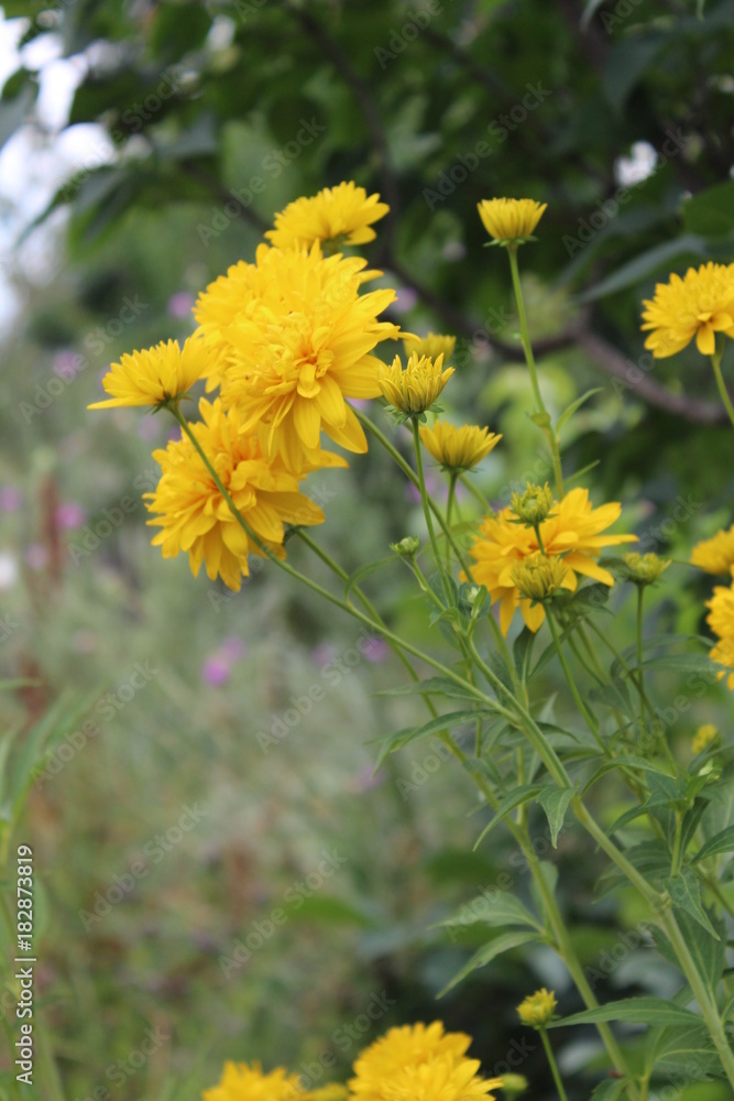 flower flower