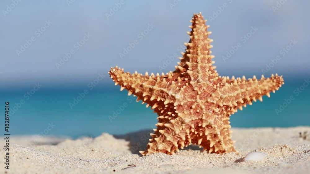 Starfish on caribbean sandy beach, travel concept Starfish on caribbean sandy beach, travel concept
