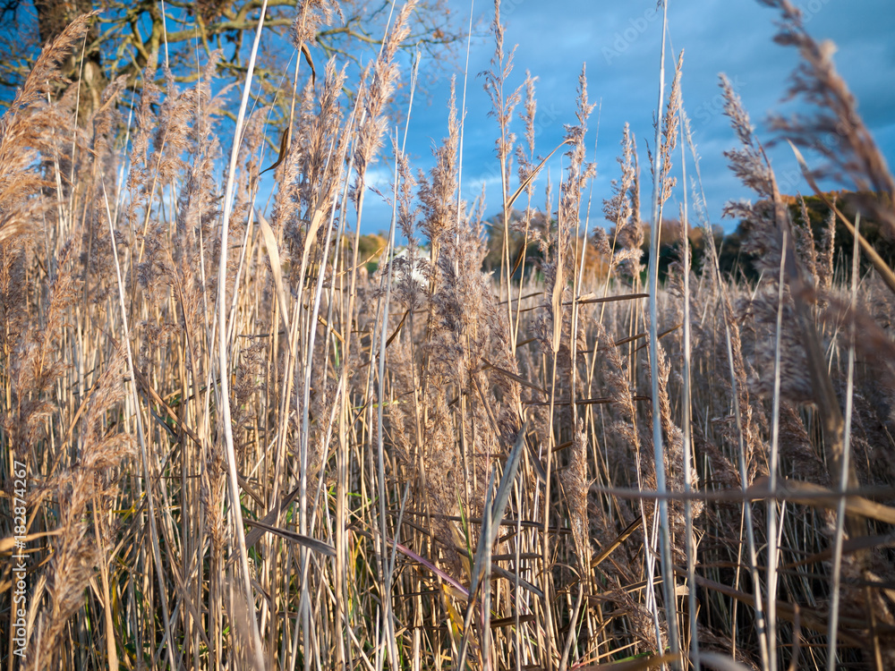 golden reeds midst of autumn flowers grass land foliage golden reeds midst of autumn flowers grass land foliage