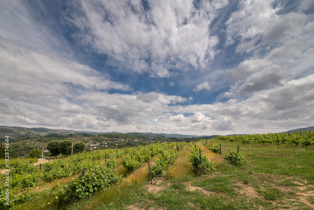 Grape plantation. Beautiful sky over the vine. Portugal.