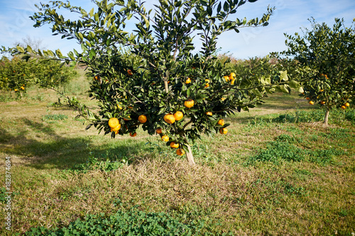 Citrus tree in a fruit orchard on a farm