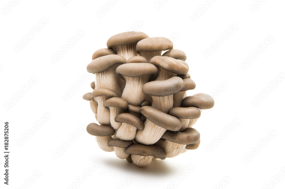 oyster mushroom isolated oyster mushroom isolated