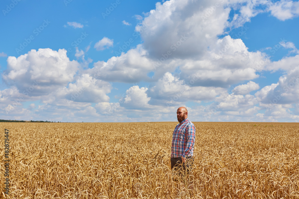 farmer standing in a wheat field, looking at the crop farmer standing in a wheat field, looking at the crop
