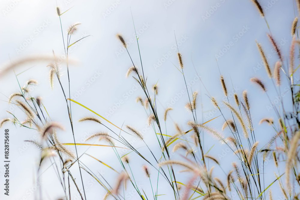 The soft feathered grass has a scientific name, Pennisetum pedicellatum Trin. The soft feathered grass has a scientific name, Pennisetum pedicellatum Trin.