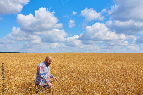 farmer standing in a wheat field, looking at the crop
