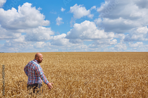 farmer standing in a wheat field, looking at the crop