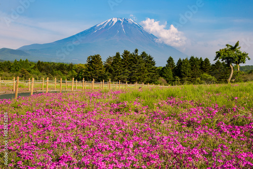 Mt. Fuji with beautiful pink Shibazakura flower filed in Yamanashi, Japan