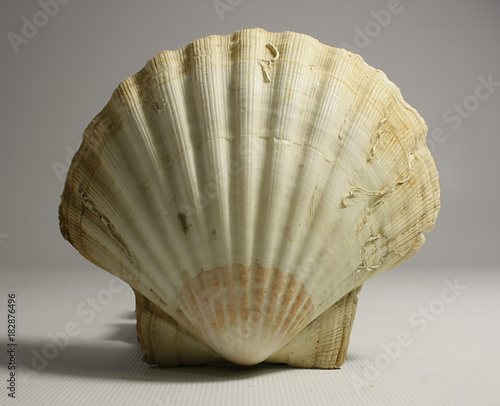 shellfish sea shell