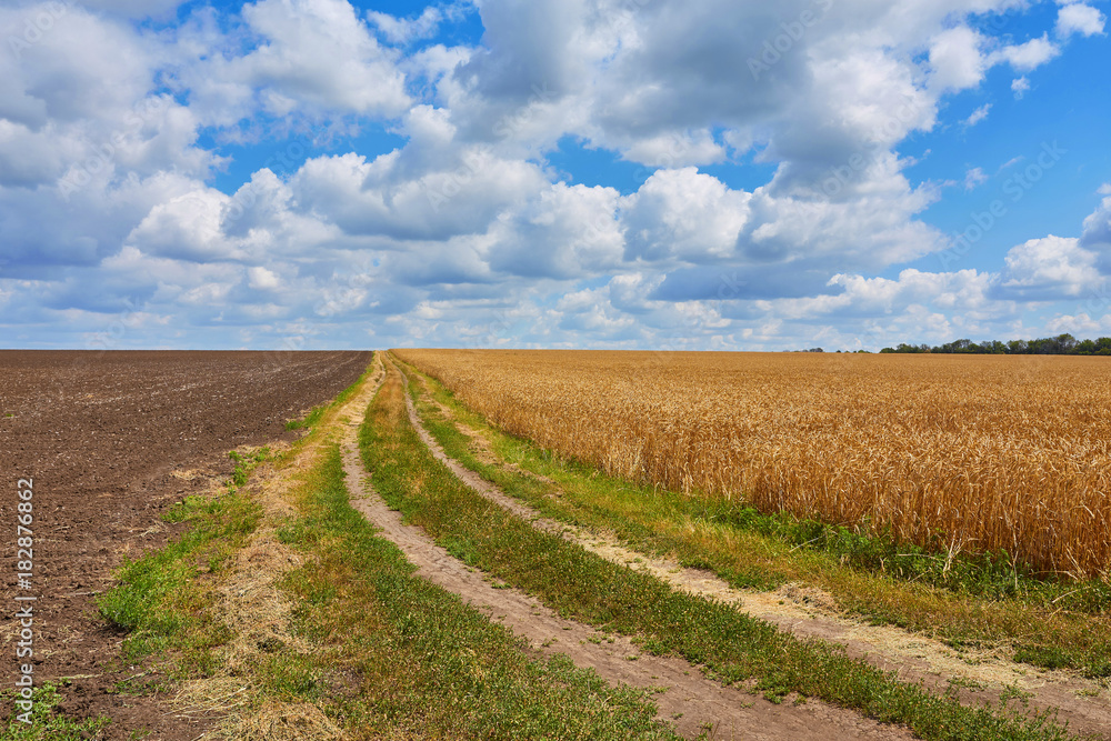 countryside road through fields with wheat countryside road through fields with wheat