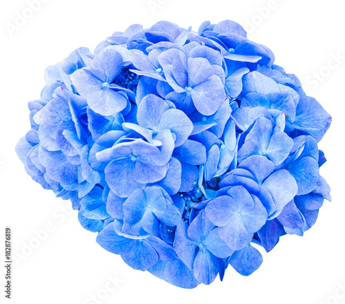Mop head hydrangea flower isolated with clipping path
