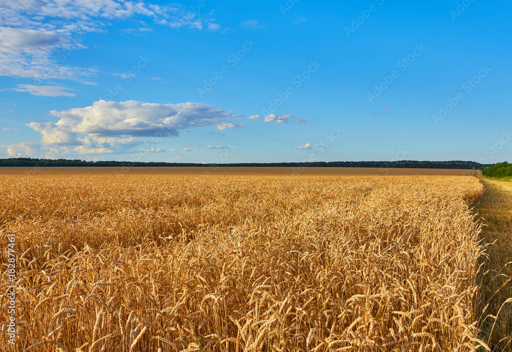 Naklejka premium Golden wheat field