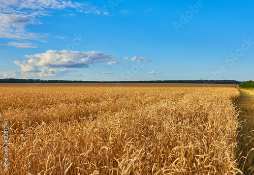 Golden wheat field