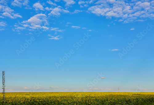 sunflowers blooming in the bright blue sky