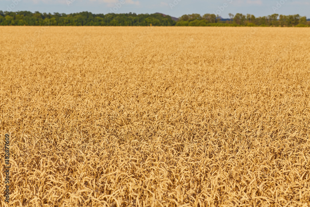 Golden wheat field
