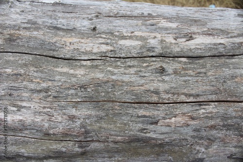 tronc arbre